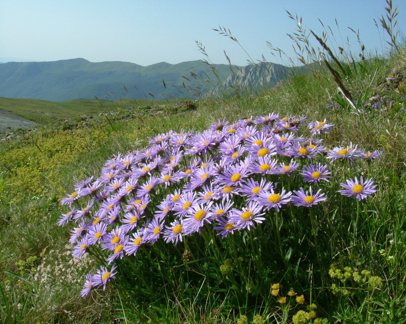 Grazie - Aster alpinus